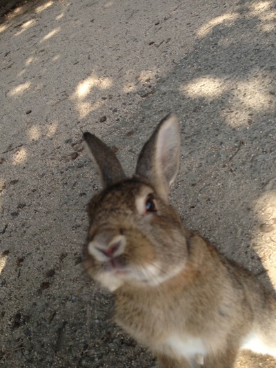 usagi3