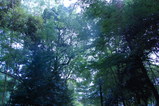 komorebi