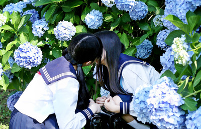 百合の咲く頃に