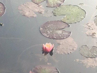 モネの池