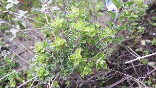 rps20200324_173245_370