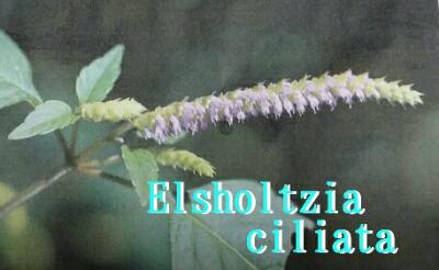 rps20180131_191320_194