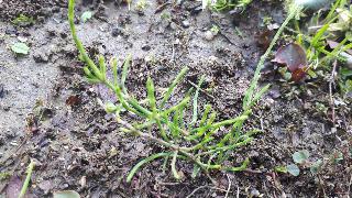 rps20200324_173311_824