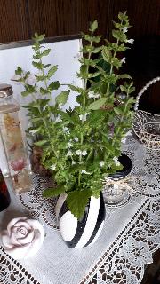 rps20200704_164313