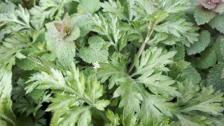 rps20200320_150234_776