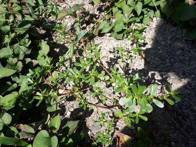 rps20180813_141907_409