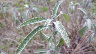 rps20200324_173211_310
