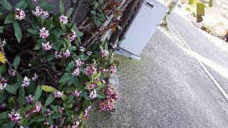 rps20200326_172801_493
