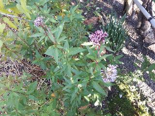 rps20191106_193111_744