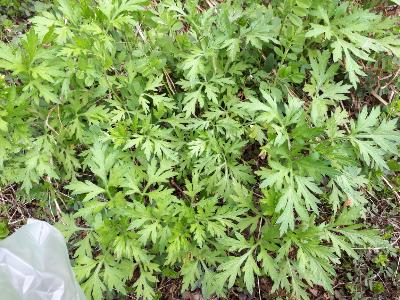 rps20190421_162053_829