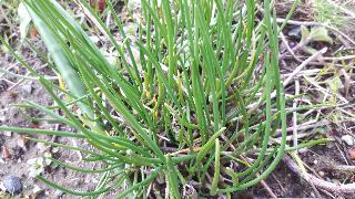 rps20200324_173020_491