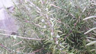 rps20200324_173139