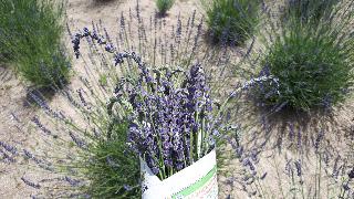 rps20200624_142312_859