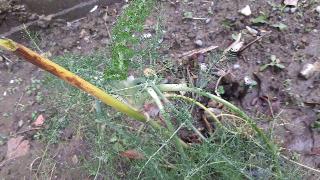 rps20200201_211411_389