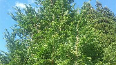 rps20171017_225028_236