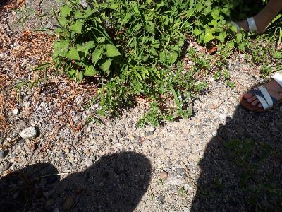 rps20180813_142025_441