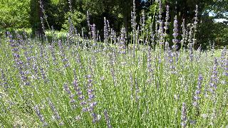 rps20200624_142245_245