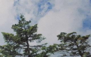 rps20200329_195408_469