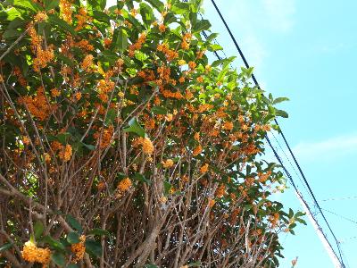 rps20191001_155749_492