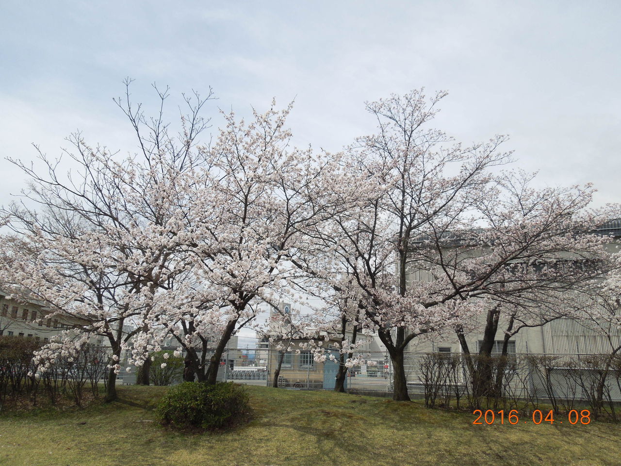 辰巳公園 昭和の森公園でのお花見 フランセーズ悠とみたけ Tomitake