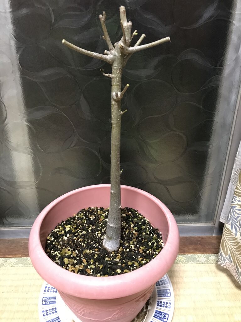バオバブ 蕎麦ｇの呟き つぶやき