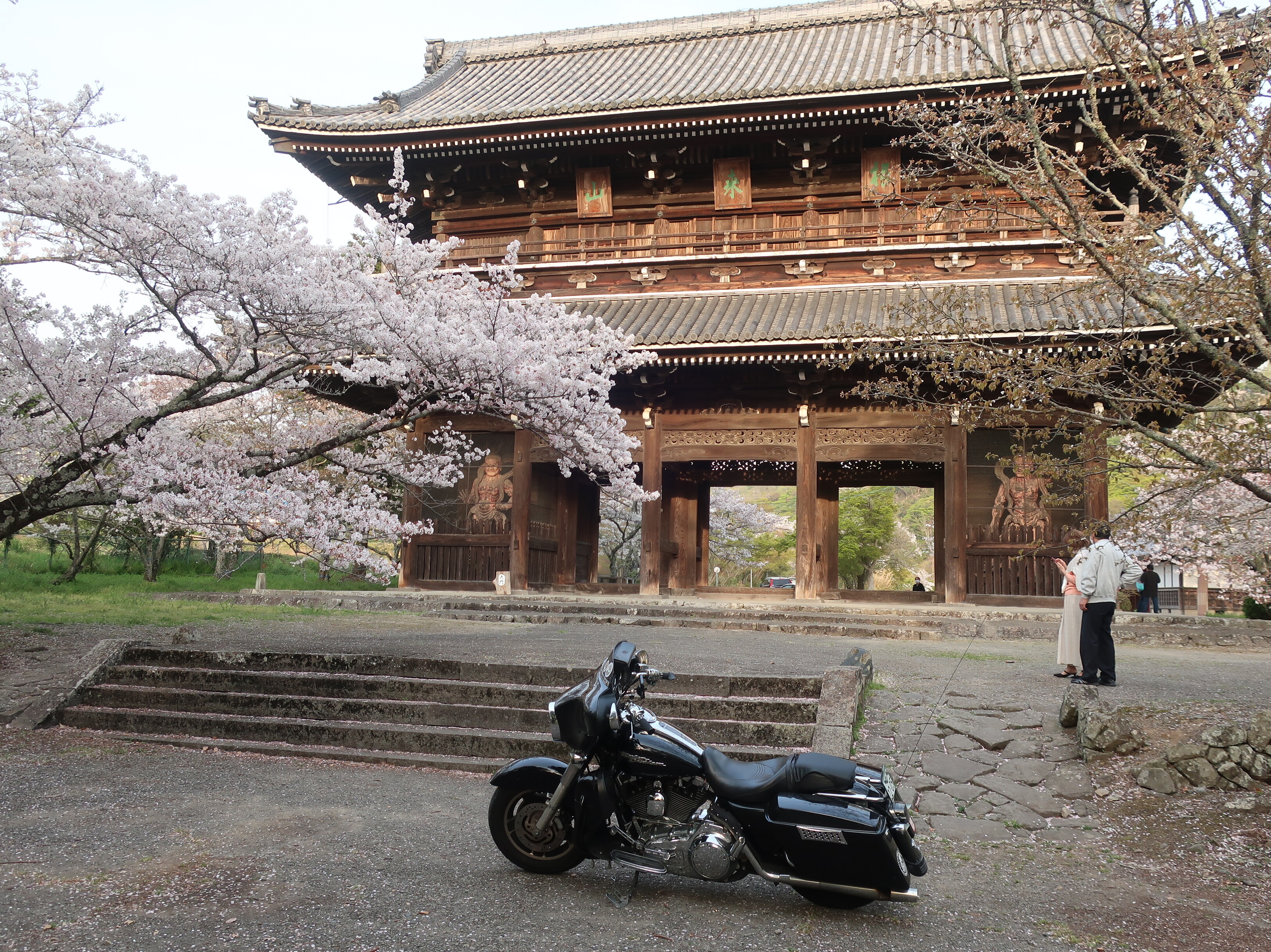 この桜吹雪が目に入らぬか オッチャンharleyのひとり言