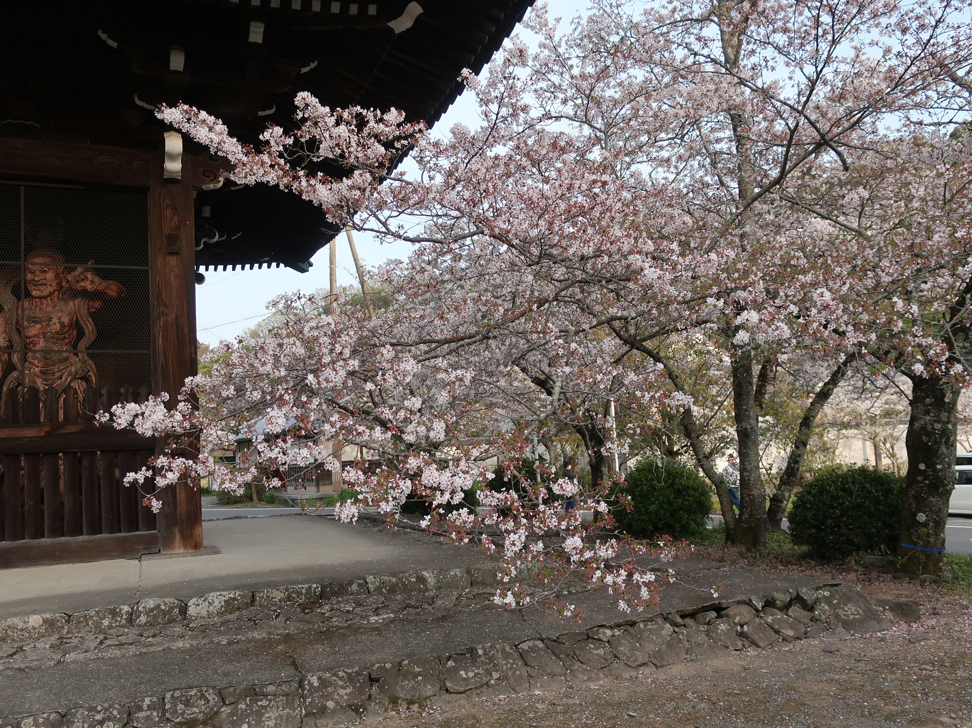 この桜吹雪が目に入らぬか オッチャンharleyのひとり言