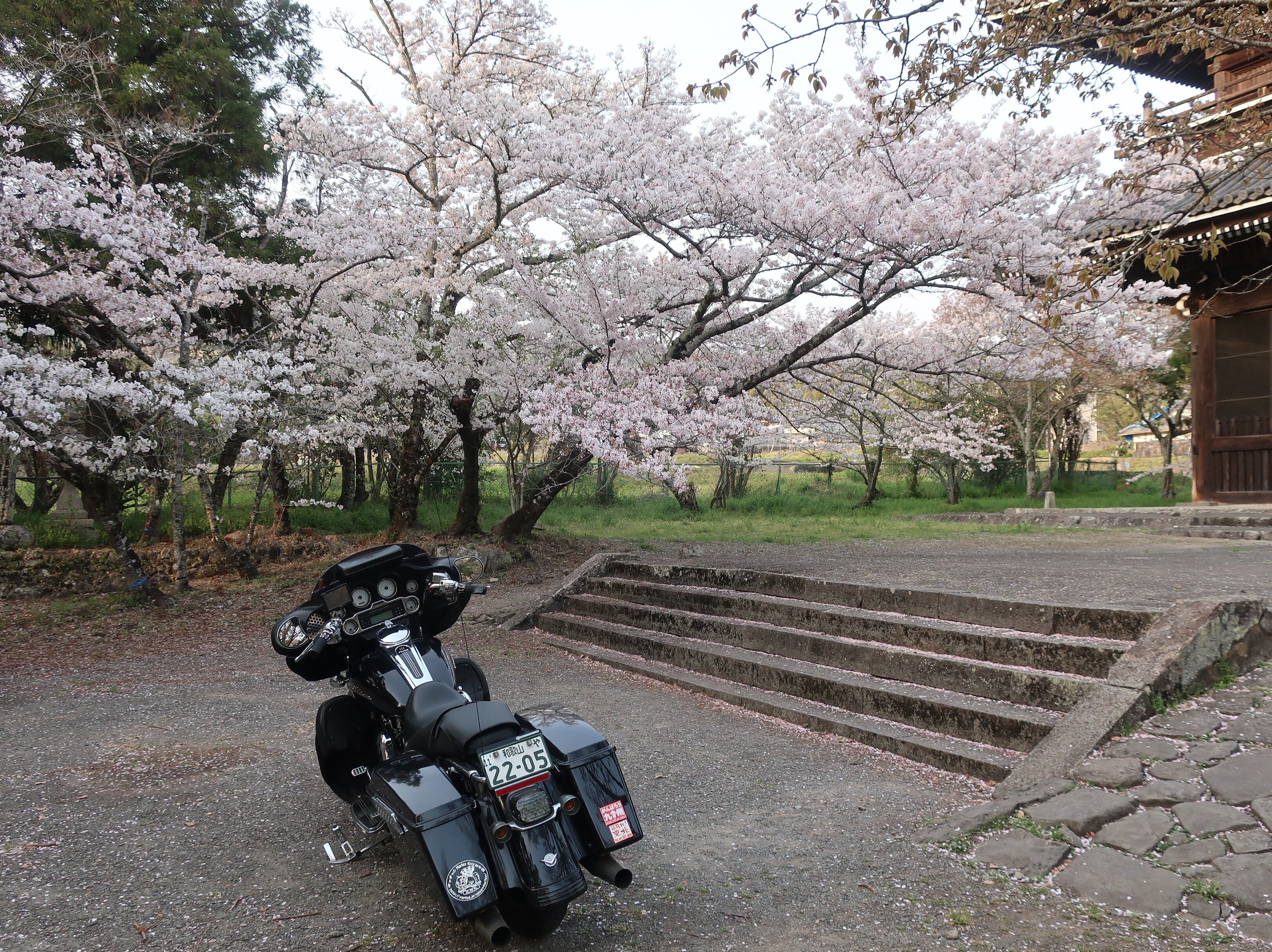 この桜吹雪が目に入らぬか オッチャンharleyのひとり言