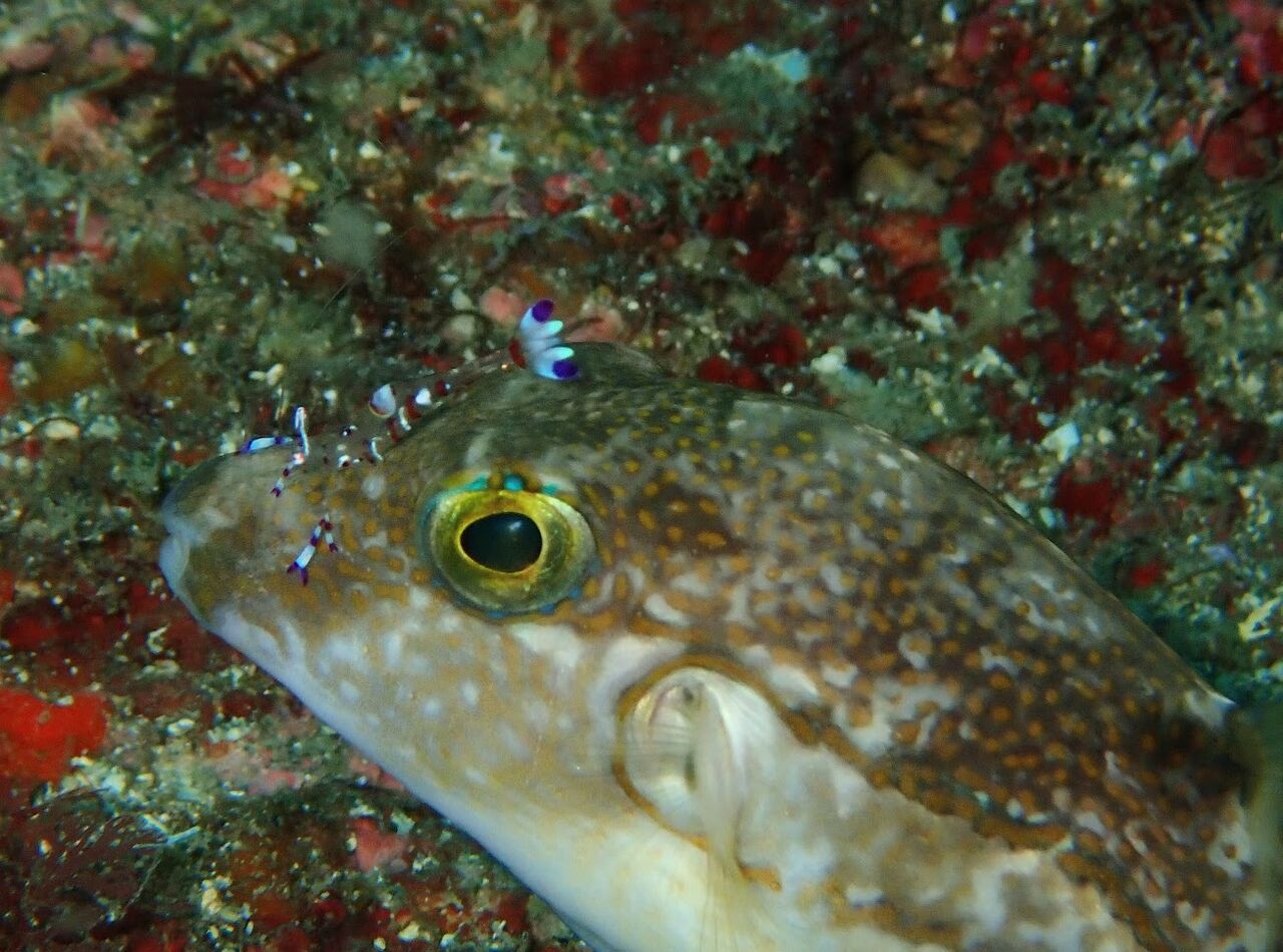 念入りに ｏｃｅａｎ 海夢 冒険記