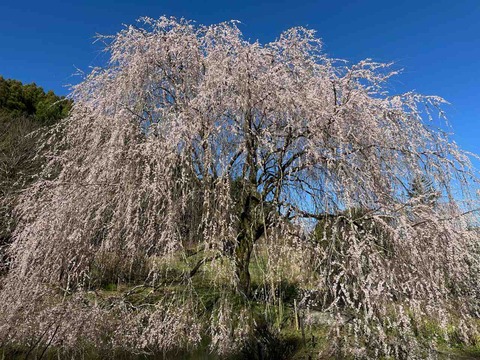 【観光'24】愛媛県内子町の「相野の花」：春の訪れを彩る美しい桜が見頃を迎えています