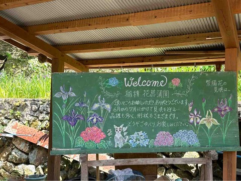 【花便り'26】棚田に広がる初夏の景色｜大洲市「稲積の花菖蒲園」で出会う梅雨の絶景‼️