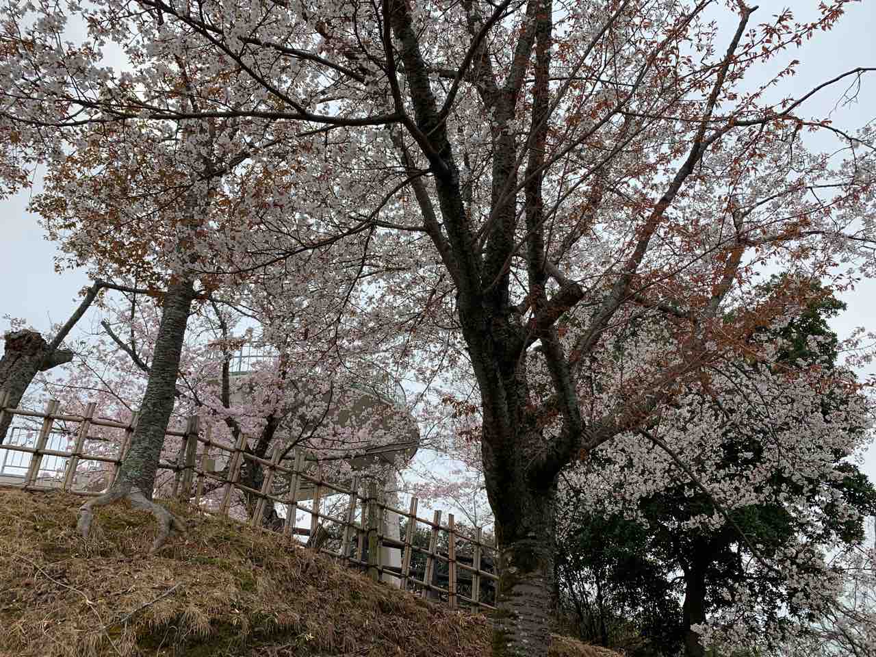 花便り 松山市の 有名お花見スポット の紹介 道後公園 松山城 中予 愛媛 つーしん