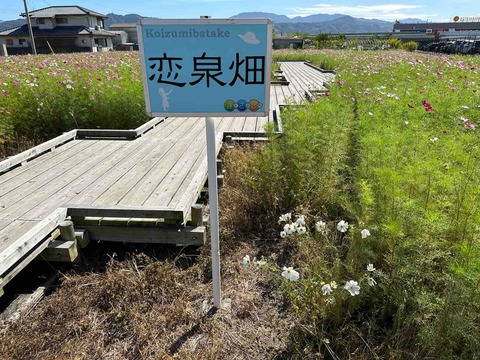 恋泉秋桜20231001