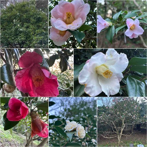 花便り'26】冬に咲く市花・椿を訪ねて｜松山総合公園「椿園」で味わう