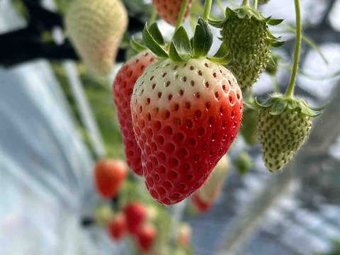 【観光’26】伊予市中山町：「くぼなか農園」｜8品種を味わう、いちご狩りの贅沢なひととき‼️