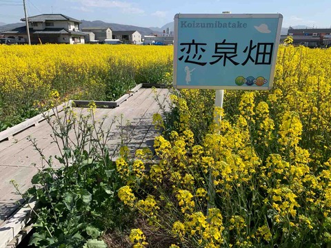 恋泉向菜の花20221101