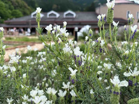 【観光'24】愛媛県西予市野村町の青い空と山の緑：「ほわいとファーム」で心身ともにリフレッシュ‼️