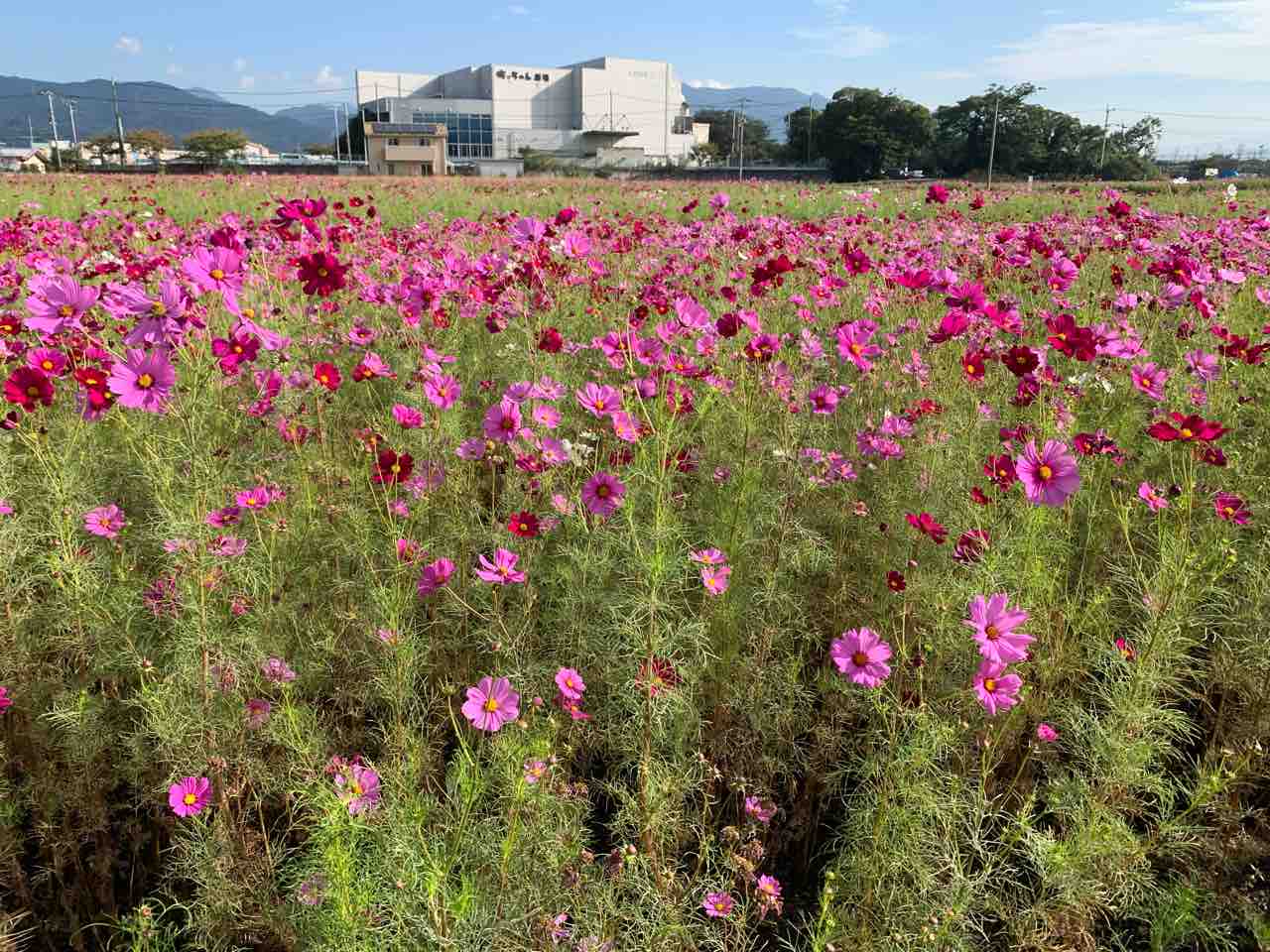 花便りー東温市見奈良の コスモス と井内の 蕎麦 高嶺ルビー の花 中予 愛媛 つーしん