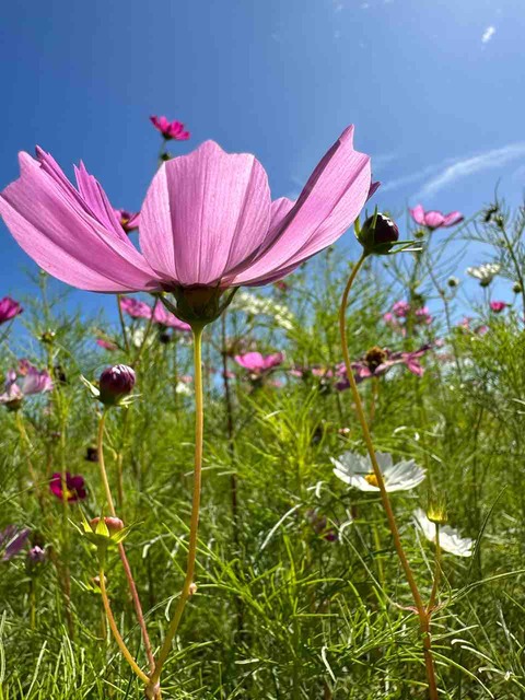 恋泉秋桜20221003