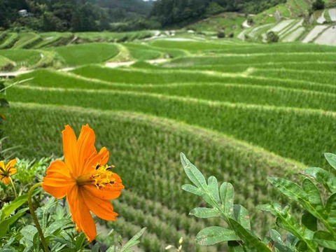 【観光'26】愛媛県大洲市・つなぐ棚田遺産「樫谷棚田」すり鉢状に広がる緑豊かな曲線美