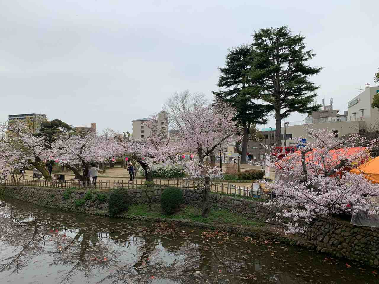 花便り 松山市の 有名お花見スポット の紹介 道後公園 松山城 中予 愛媛 つーしん