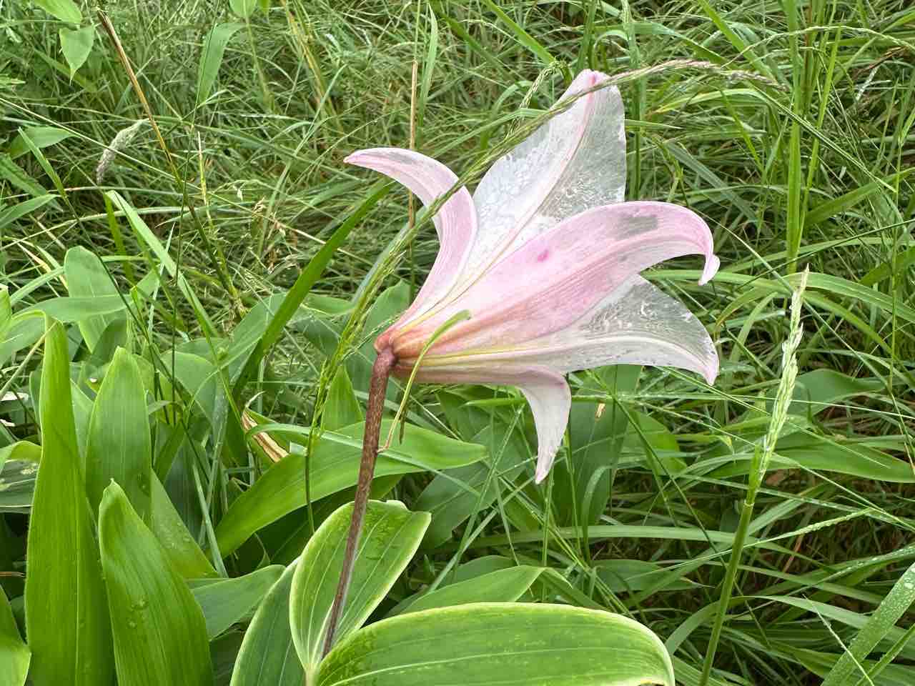 新愛媛風土記 金襴生地通販 しだれ桜柄の生地販売なら都香庵