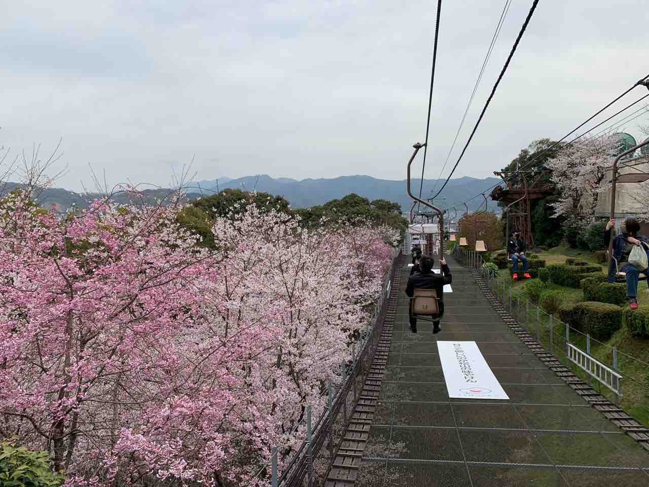 花便り 松山市の 有名お花見スポット の紹介 道後公園 松山城 中予 愛媛 つーしん