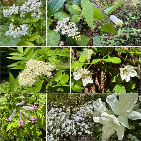 【花便り'24】愛媛県東温市の「上林森林公園」に咲く「山麓植物」は春〜初夏に見頃を迎えます‼️