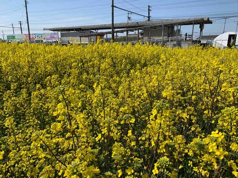 恋泉菜の花20221102