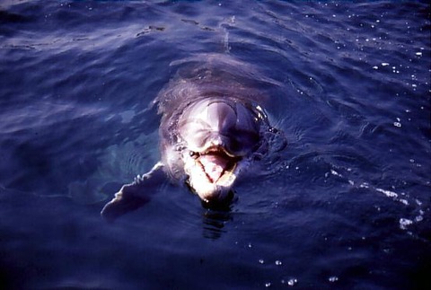 コピー (1) ～ イルカ１