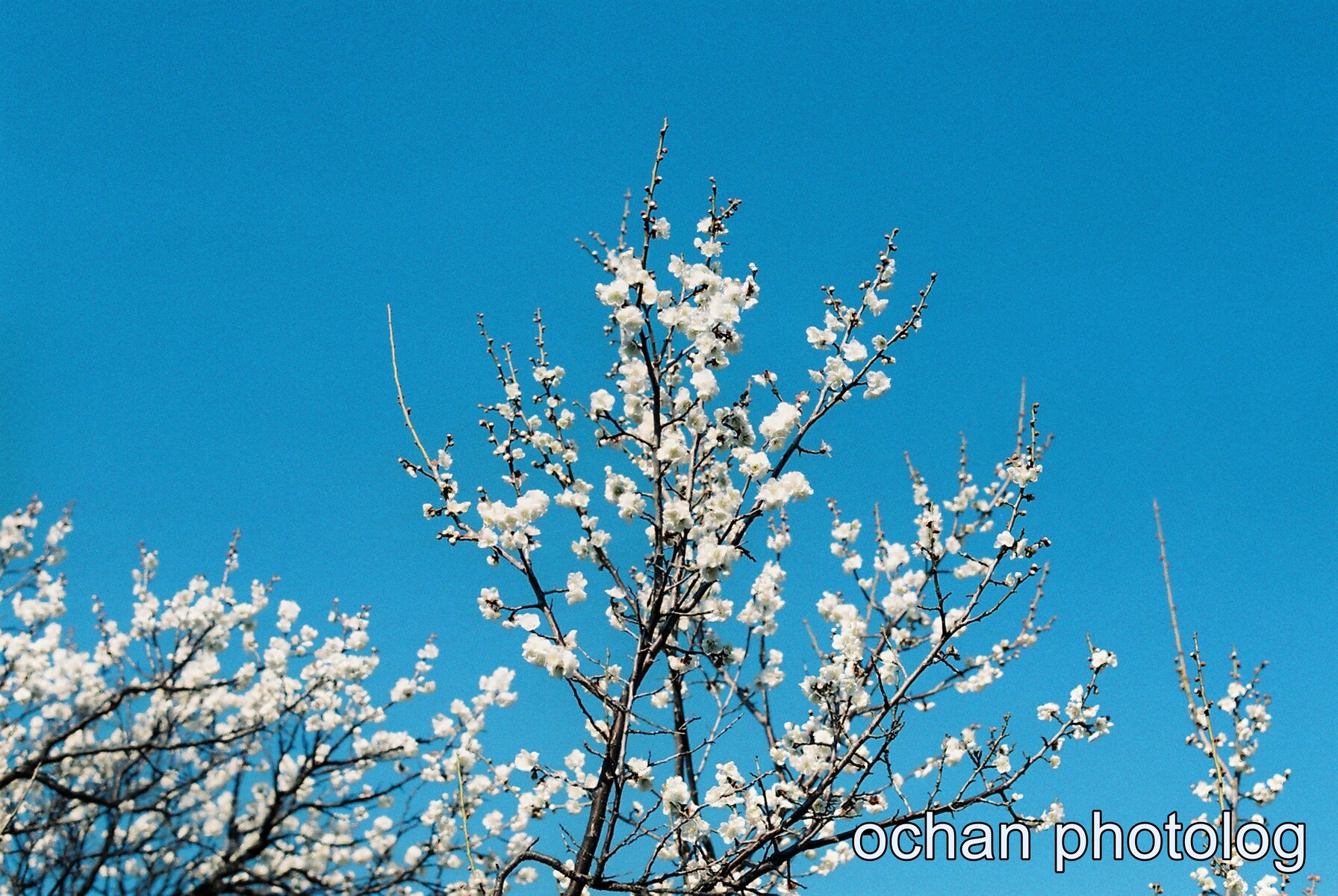 PEN-FとSUPER G ACE 400【期限切れて20年以上のフィルムのお