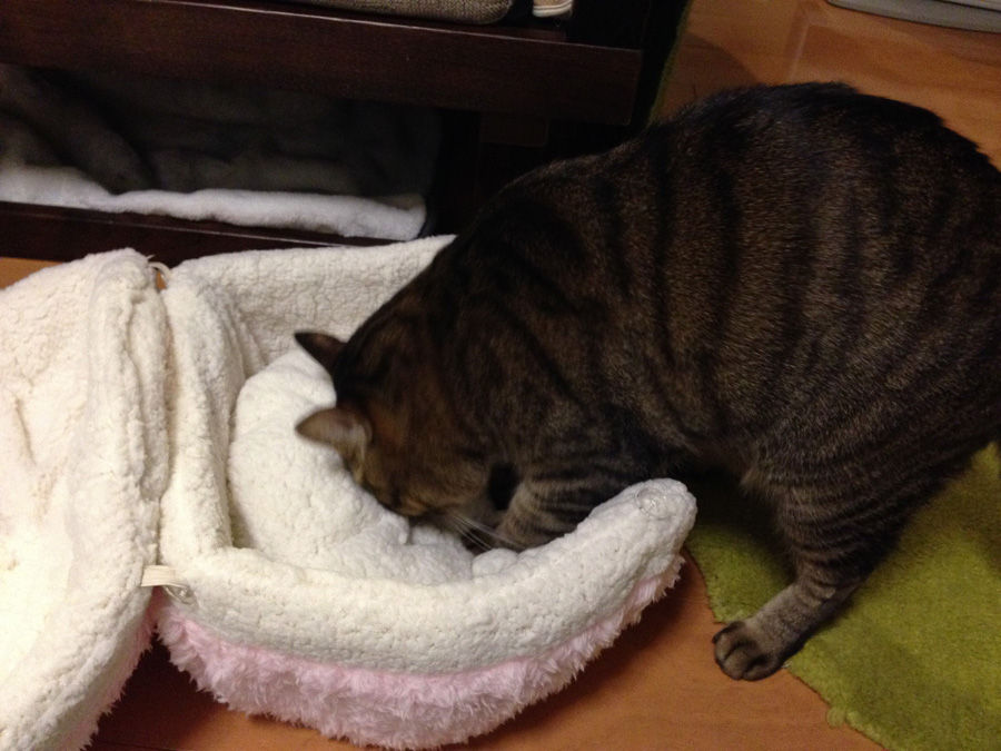 ニャンともマカロンなベッド : ☆ちりつも ブログ☆