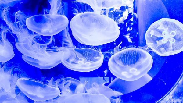 DSC_0371 �Υ��ԡ� 2