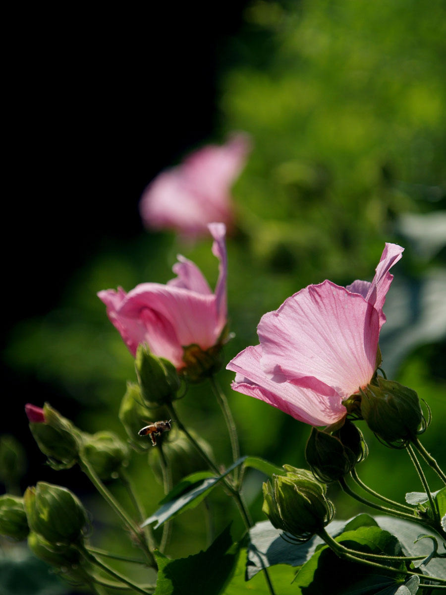 夏の日の涼やかな花 ピンクのフヨウ Ochiai Photosのblog